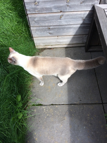 Westminstenders: Game On?