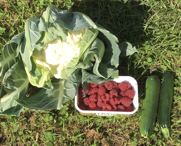 Allotment/Veg Patch Thread 14 ! growing into summer