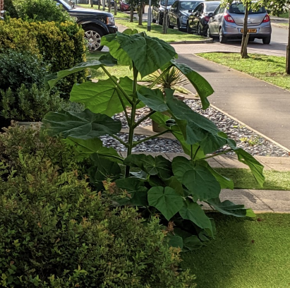 Giant invader! What is it?