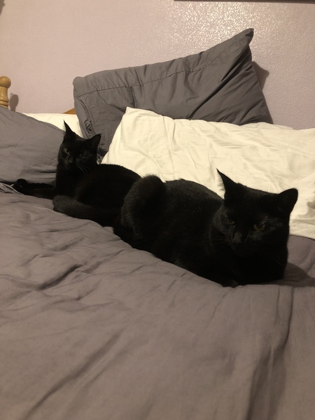 Happy Black Cat appreciation day.