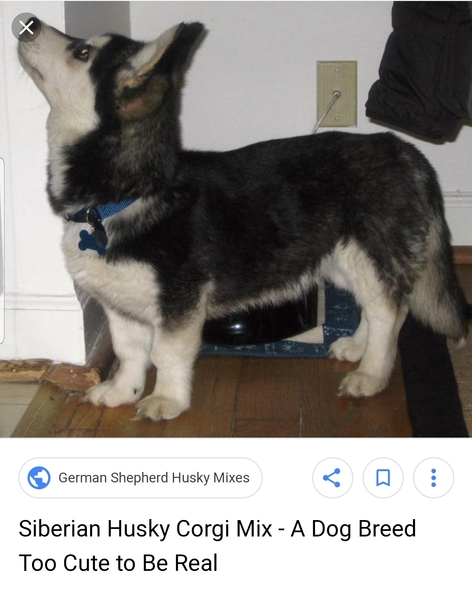 what breed of dog is this???