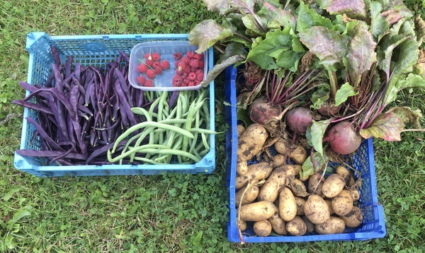 Allotment/Veg Patch Thread 14 ! growing into summer