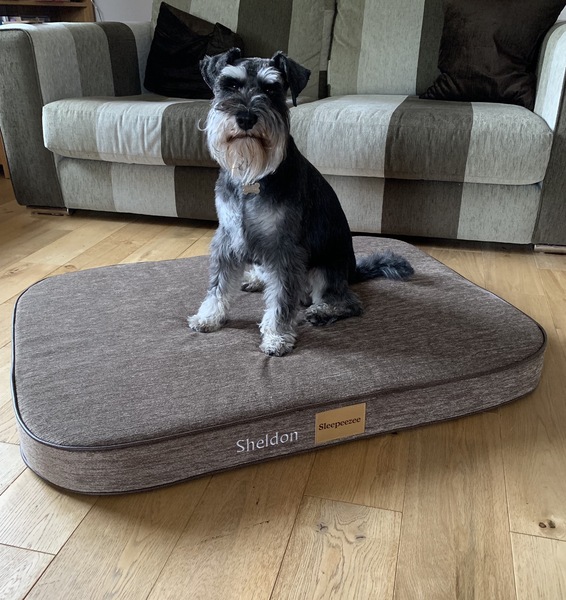 Want to test a Sleepeezee personalised dog bed? Sign up here! - NOW CLOSED