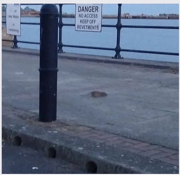 I thought rats were huge