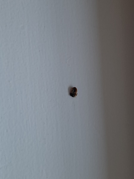 Argh is this a bed bug?!