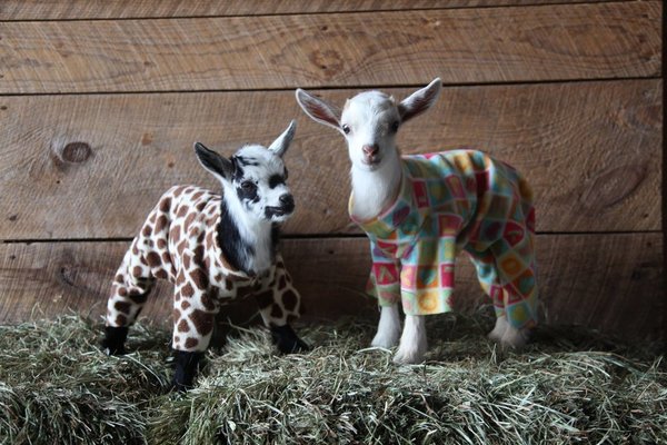 Advice on keeping goats.