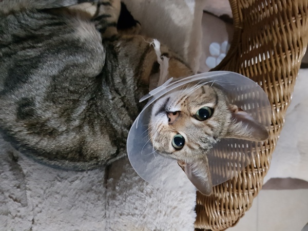 Westministenders: Brexit Preppers Are Traitors Who Don't Believe Enough