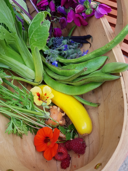 Allotment/Veg Patch Thread 14 ! growing into summer