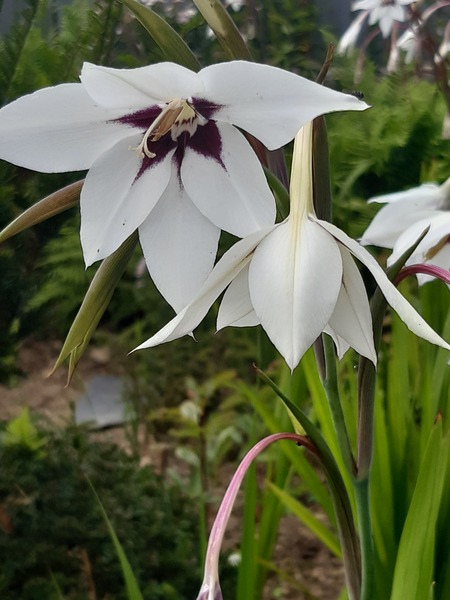 Anyone ID me this beauty