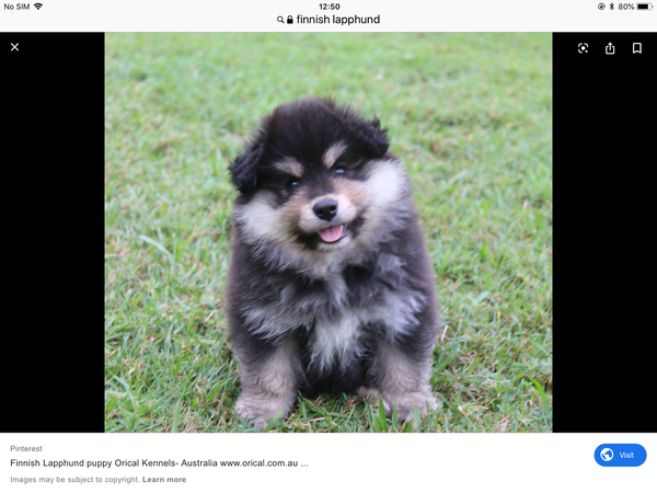 what breed of dog is this???