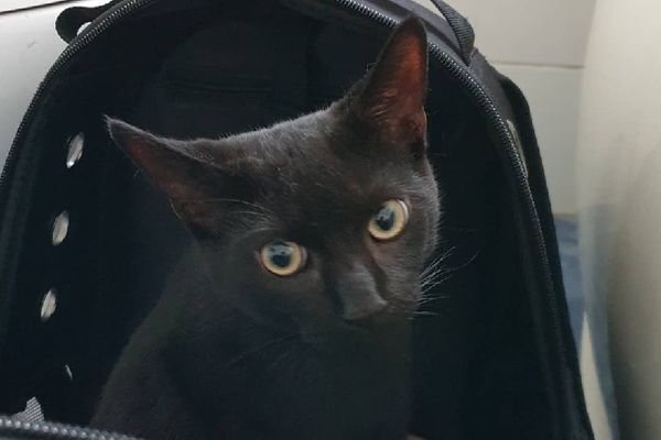 Abandoned cat dilemma