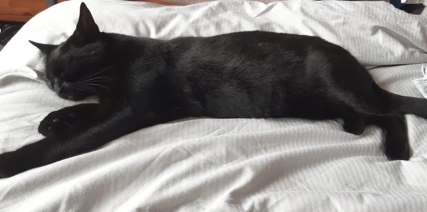 Happy Black Cat appreciation day.