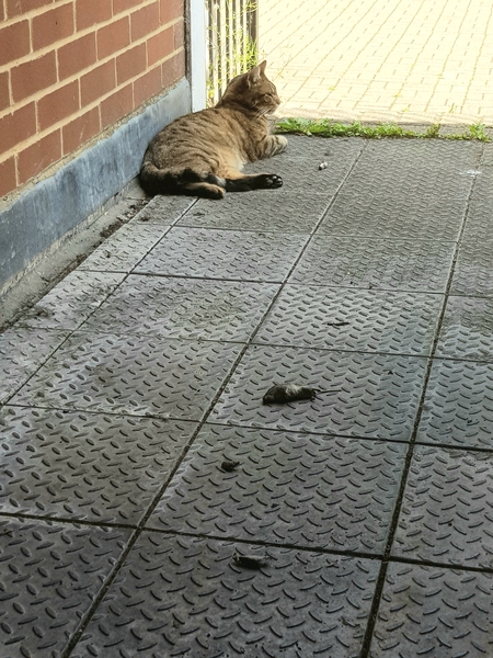 Next door's -thug- cat