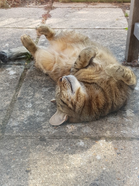 Next door's -thug- cat