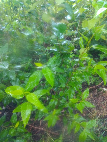 Is this Japanese Knotweed?
