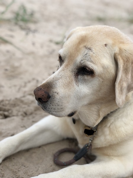 It's International Dog Day! Show us your lovely dogs.