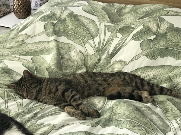 We're getting a cat.