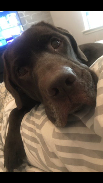 Want to test a Sleepeezee personalised dog bed? Sign up here! - NOW CLOSED