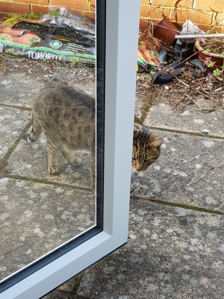 Next door's -thug- cat