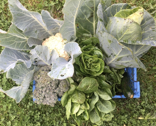 Allotment/Veg Patch Thread 14 ! growing into summer