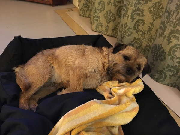 Opinions on terriers or other people focused small breeds?