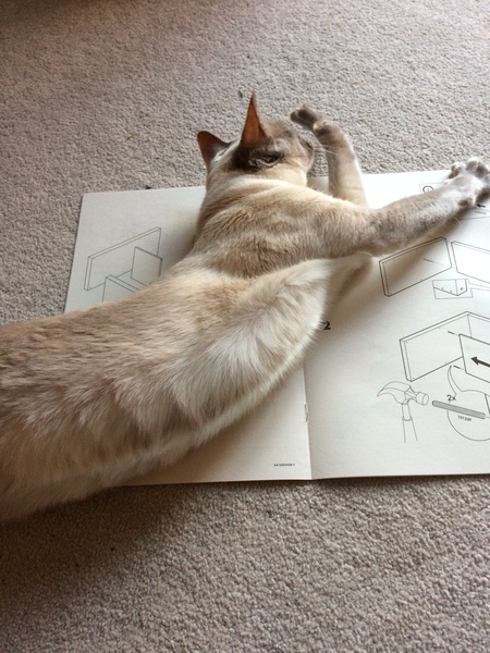 Westminstenders: 30 days to save us all!