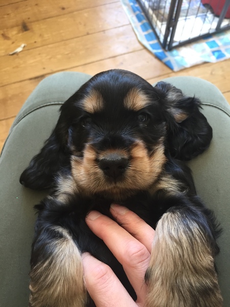 Young Puppy Support Group