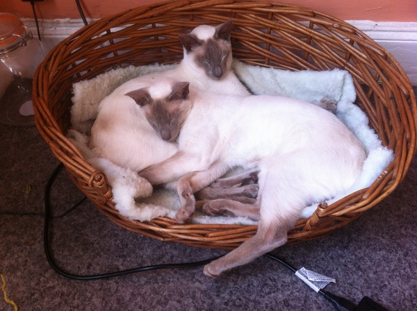 Westminstenders: A photo opportunity