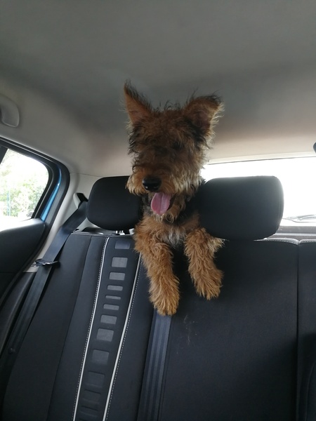 It's International Dog Day! Show us your lovely dogs.