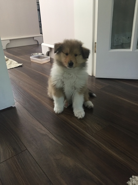 The reality of getting a puppy