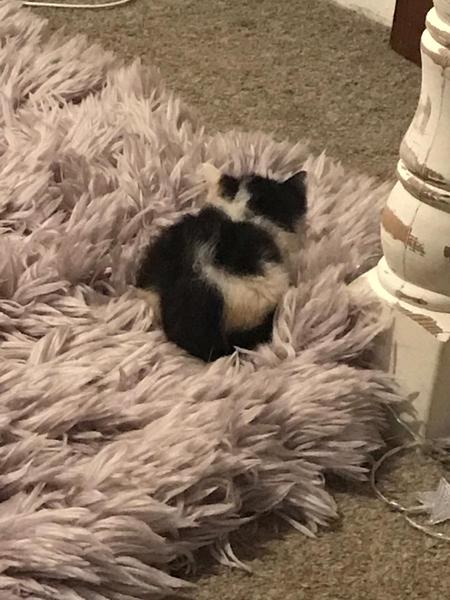 Name my kitten?