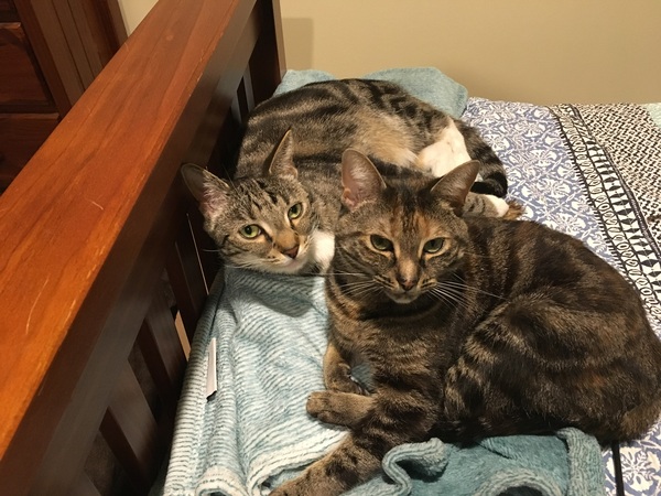 Advice on considering cat number 2