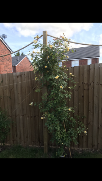 Rose for shade - north facing front garden