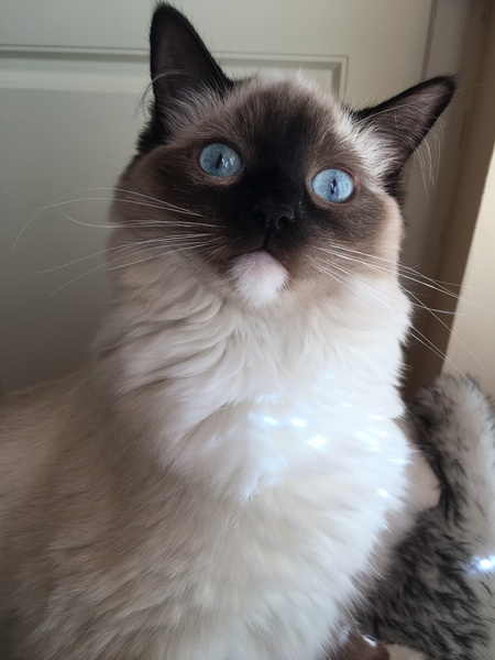 The cat’s a liar
