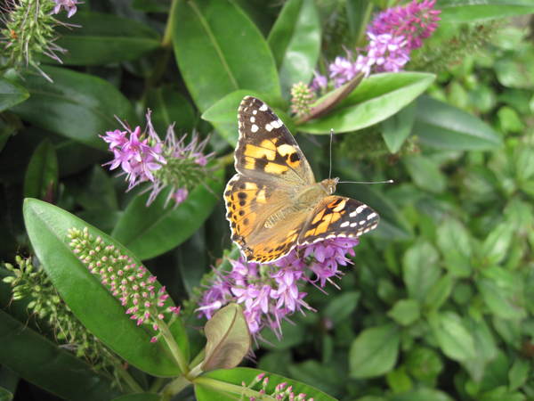 Butterflies ... Have you seen many this year?