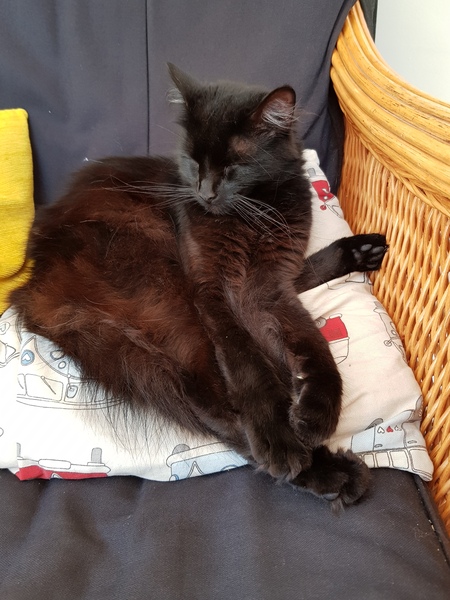 Happy Black Cat appreciation day.