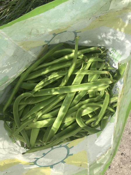 To be terrified of no deal Brexit