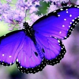 Butterflies ... Have you seen many this year?