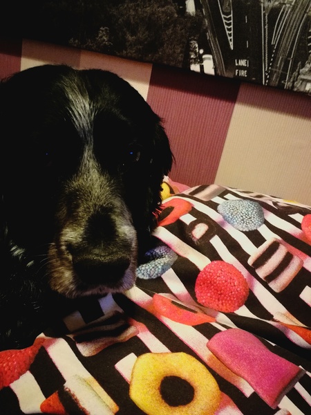 My poor fur baby is dying
