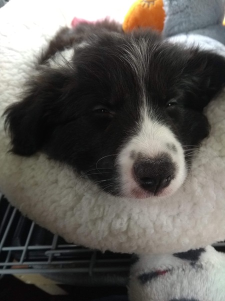 Young Puppy Support Group