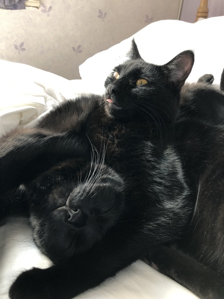 I want to show off my cats!