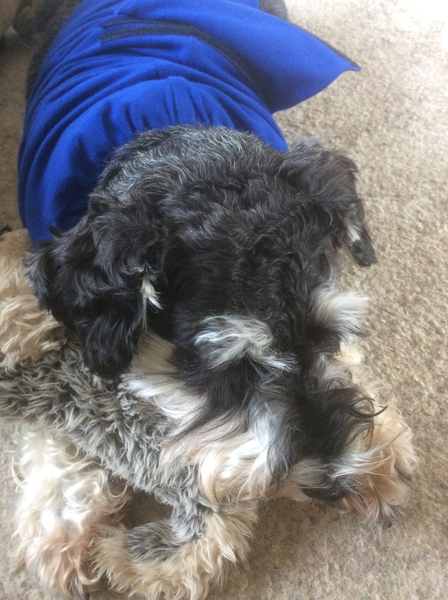 Westministenders: Brexit Preppers Are Traitors Who Don't Believe Enough