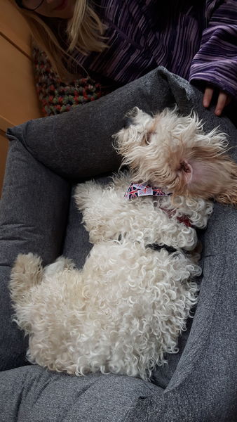 Want to test a Sleepeezee personalised dog bed? Sign up here! - NOW CLOSED