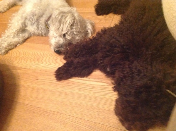 It's International Dog Day! Show us your lovely dogs.