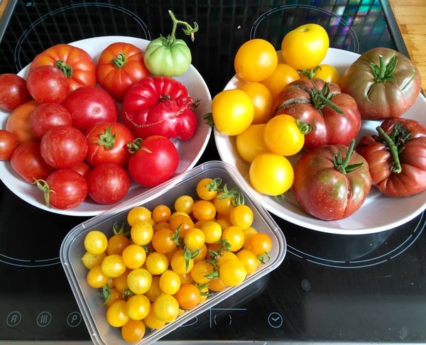 Westminstenders: 30 days to save us all!