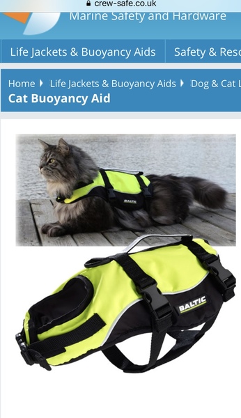 Next door's -thug- cat