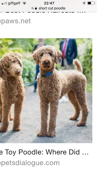 Springer Spaniel or Sproodle?