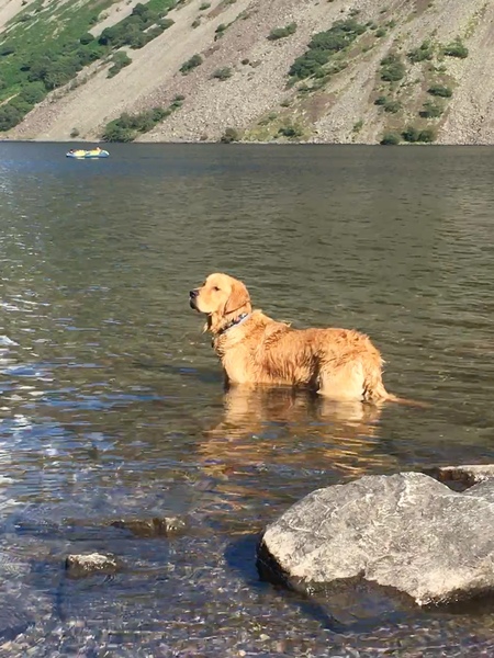 Best retractable dog lead?