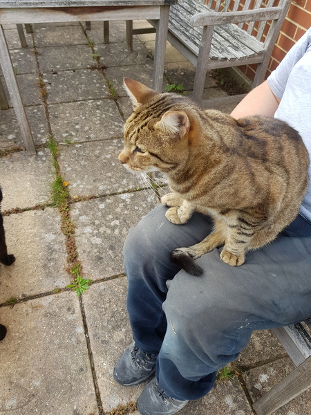 Next door's -thug- cat