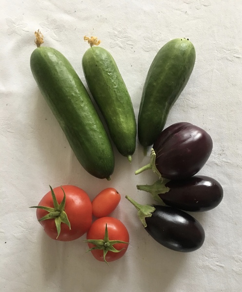 Allotment/Veg Patch Thread 14 ! growing into summer
